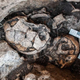 Imagen para el artículo titulado Este cráneo de 5.300 años revela la evidencia más temprana de una cirugía de oído en humanos